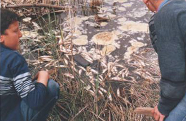 Oued  Cherka    Collo -Mort subite des centaines de poissons